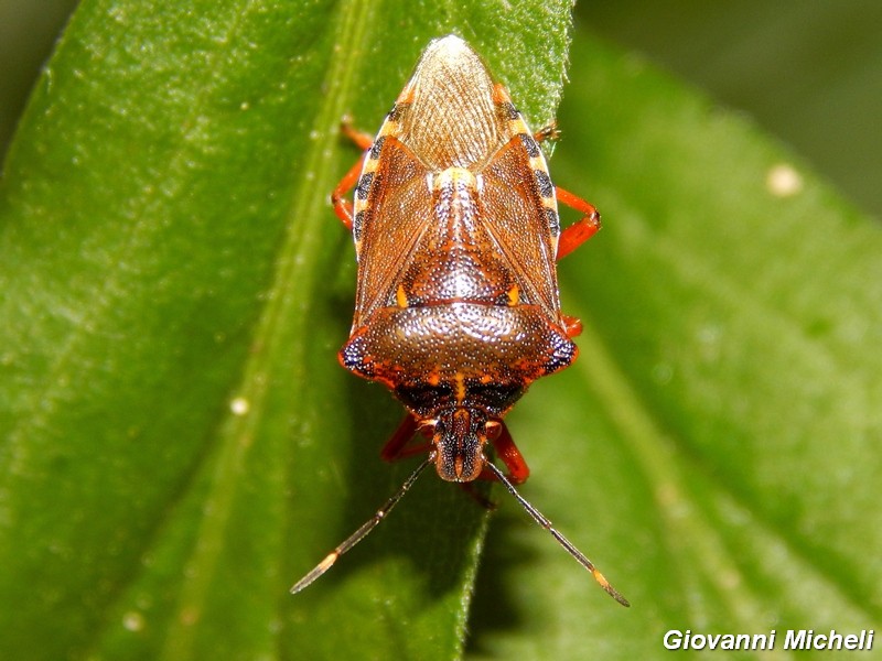 Pentatomidae del Parco del Ticino